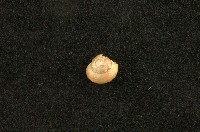 藏品(臺灣䗉蝸牛)的圖片